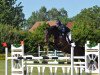 jumper Mr. Cellester (Oldenburg show jumper, 2006, from Cellestial)