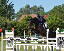 jumper Mr. Cellester (Oldenburg show jumper, 2006, from Cellestial)