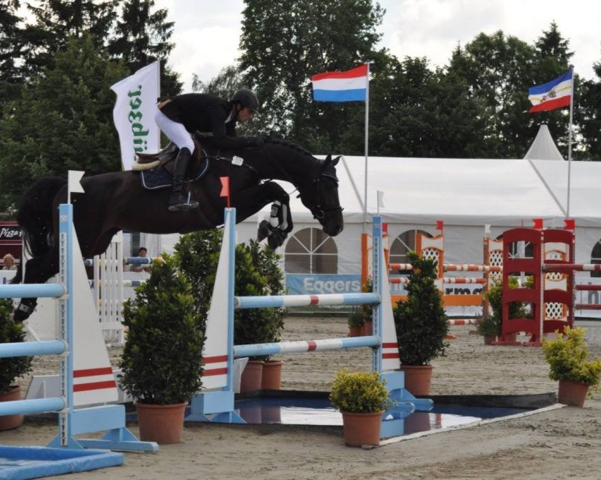 jumper Constantin 101 (Oldenburg show jumper, 2008, from Contendro I)