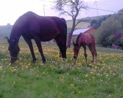 broodmare Pilenija (Westphalian, 1995, from Piggott)