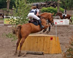 jumper Lennox (German Sport Horse, 2004, from Living)