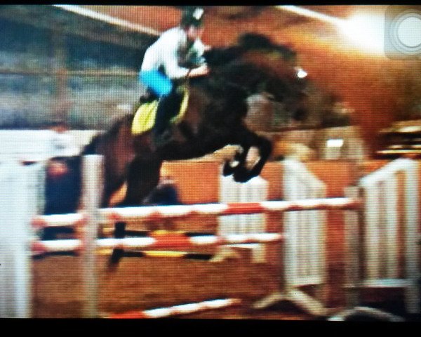 jumper Imam (Polish Warmblood, 2004, from Carry's Son)