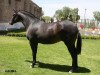 broodmare Llauna (Pura Raza Espanola (PRE),  , from Peletero II (YM))