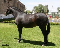 broodmare Llauna (Pura Raza Espanola (PRE),  , from Peletero II (YM))