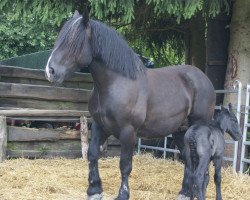 broodmare Ulinette (Percheron, 2009, from Nelson)