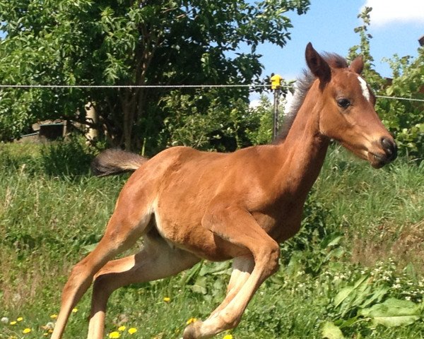 Pferd Golden Malika al Jamal (Arabisches Halbblut / Partbred, 2014, von Shalimar Golden Inspiration)