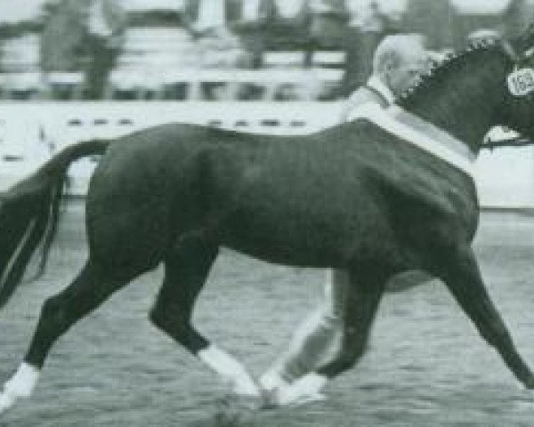 stallion Night Star 1 (German Riding Pony,  , from Nalet 1967 ox)