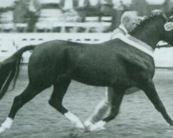 Deckhengst Night Star 1 (Deutsches Reitpony,  , von Nalet 1967 ox)