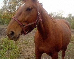 broodmare Whyomi (German Sport Horse, 2005, from Zovo)