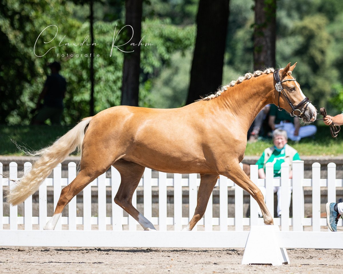 broodmare Miss Harley Quinn W (German Riding Pony, 2018, from FS Mr. President)