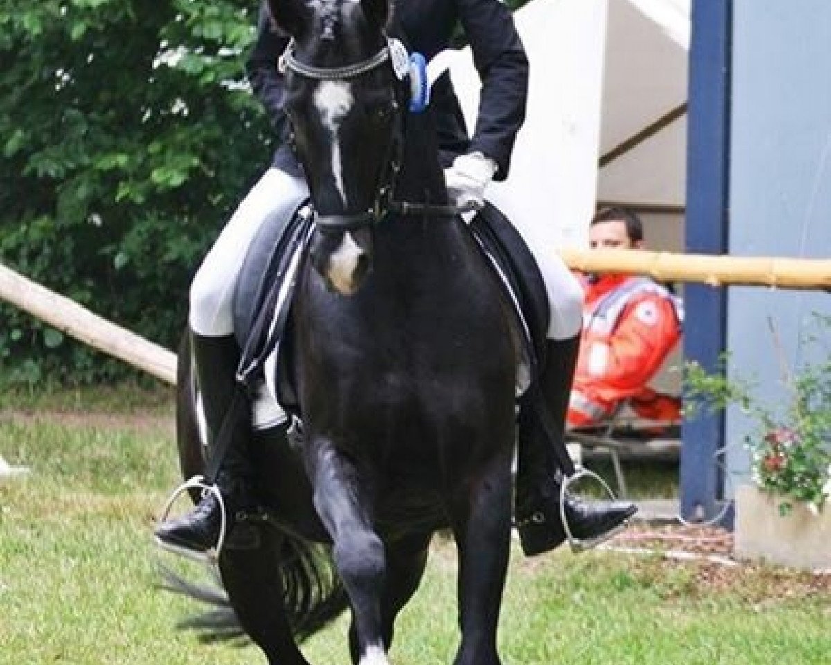 dressage horse Light 5 (unknown, 2004)