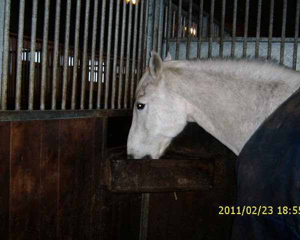 Pferd Carlo (Holsteiner, 1979, von Calvados I)