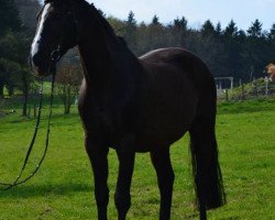 broodmare Caramia (Oldenburg, 1998, from Gracieux)