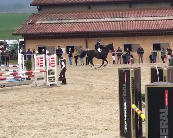 Video of Longines II CH