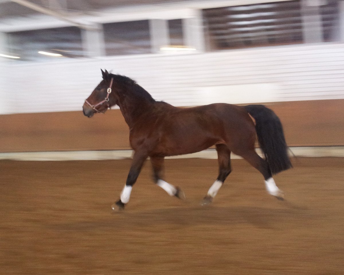 Zuchtstute Zefka (Polnisches Warmblut, 2001, von Impero)