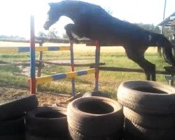 jumper Davinchi 2 (Oldenburg show jumper, 2011, from Diarado)