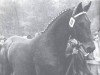 stallion Waldmeister (Oldenburg, 1972, from Waidmannsheil)