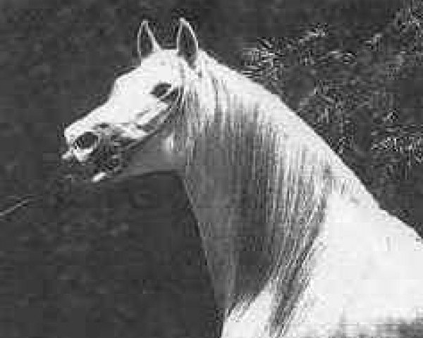stallion Nevado III (Pura Raza Espanola (PRE), 1956, from Primoroso III)