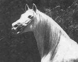 stallion Nevado III (Pura Raza Espanola (PRE), 1956, from Primoroso III)