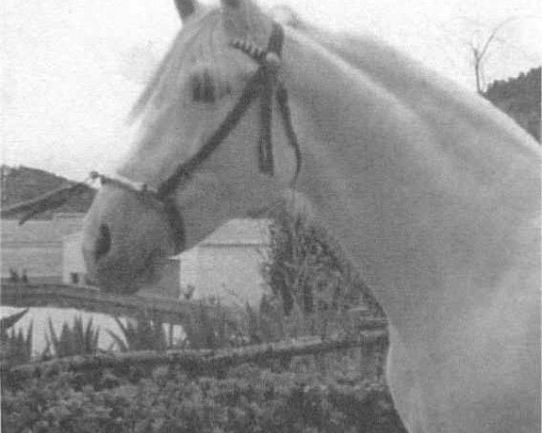 stallion Hosco II (Pura Raza Espanola (PRE), 1961, from Nevado III)