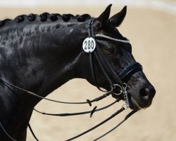 dressage horse Flamenco de Casparo (Württemberger, 2005, from French Kiss)