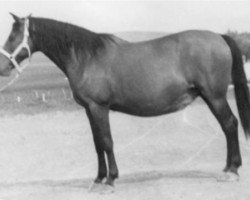 broodmare Lusitania (Pura Raza Espanola (PRE), 1948, from Lebrero)