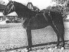 stallion Cesar (YM) (Pura Raza Espanola (PRE), 1961, from Maluso)
