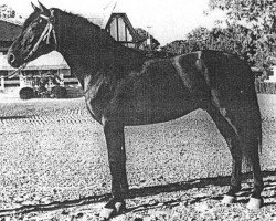 stallion Cesar (YM) (Pura Raza Espanola (PRE), 1961, from Maluso)