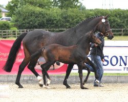 broodmare Ampersand (Westphalian, 2014, from Antango du Feuillard)