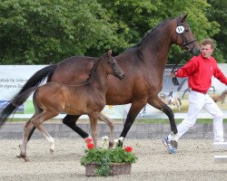 broodmare Laura W (Westphalian, 2006, from Laurentio)