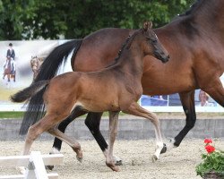 dressage horse Stute von Weltissimo (Westphalian, 2014, from Weltissimo 3)