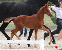 broodmare Frida Gold SH (Hanoverian, 2014, from Follow Me OLD)