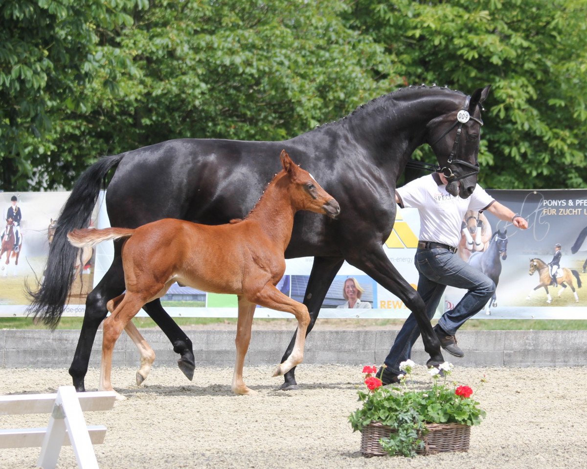 broodmare Sunday Morning SH (Hanoverian, 2006, from Stedinger)