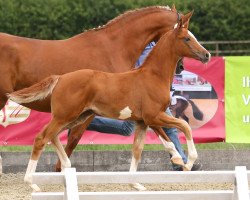 dressage horse Sequ (Westphalian, 2014, from Sezuan)