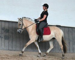 dressage horse Tinka (Fjord Horse, 2011, from Kalino)