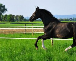 broodmare Duina (Hanoverian, 2007, from Duino)