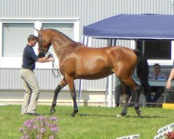 dressage horse La Quadriga (Oldenburger Springpferd, 2008, from Quadrigus M)