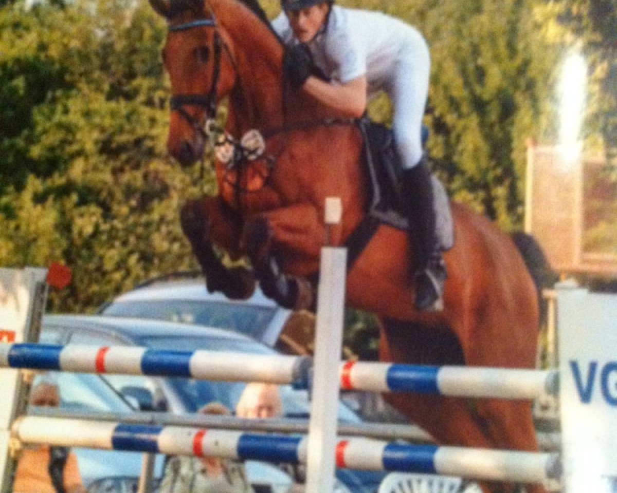 jumper Stratego Fh (Hanoverian, 2007, from Stalypso)