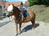 Zuchtstute Sunny (Haflinger, 1995, von Arthus (12,5% ox))