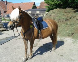 Zuchtstute Sunny (Haflinger, 1995, von Arthus (12,5% ox))