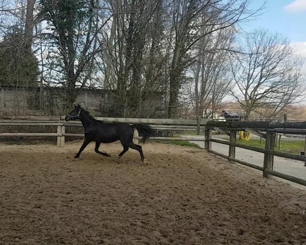 Video of Dancier Silver