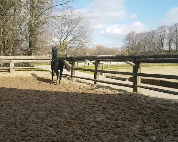 Video of Dancier Silver
