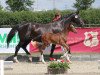 Springpferd C'Indy K (Westfale, 2014, von Comme il Faut)