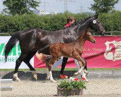 Springpferd C'Indy K (Westfale, 2014, von Comme il Faut)