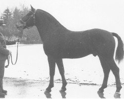 Pferd Emile (Freiberger, 1989, von Eclair)