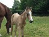 stallion Con Amore (German Riding Pony, 2014, from FS Champion de Luxe)