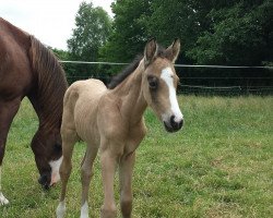 stallion Con Amore (German Riding Pony, 2014, from FS Champion de Luxe)