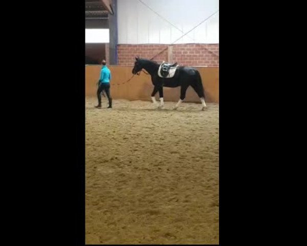 Video of Levaldin