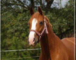 broodmare Rubinia's Diamond (Württemberger, 2006, from Roy Black)