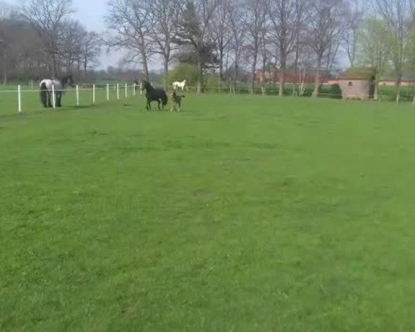 Video of Eclair